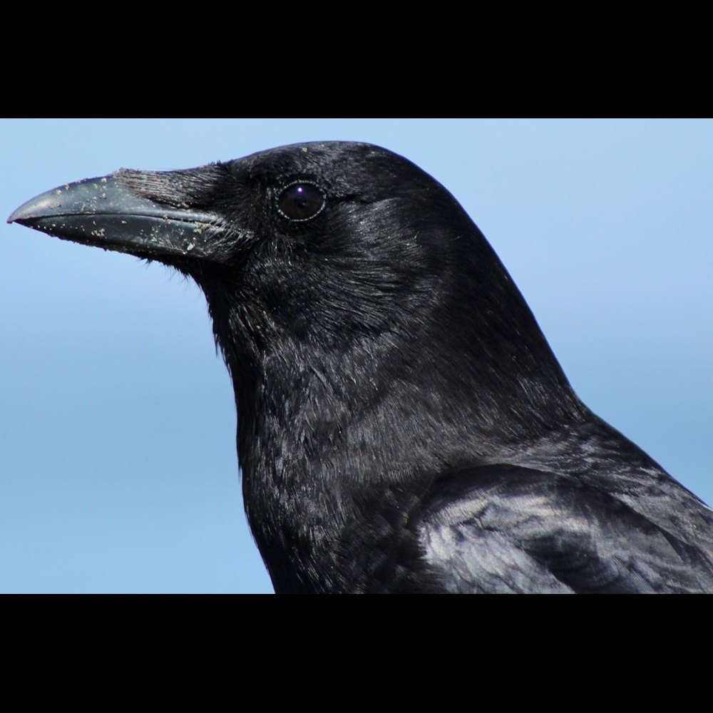 Meet your Posher, Bill